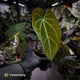 Anthurium forgetii hybrid x besseae aff 'Elektra' ⚡