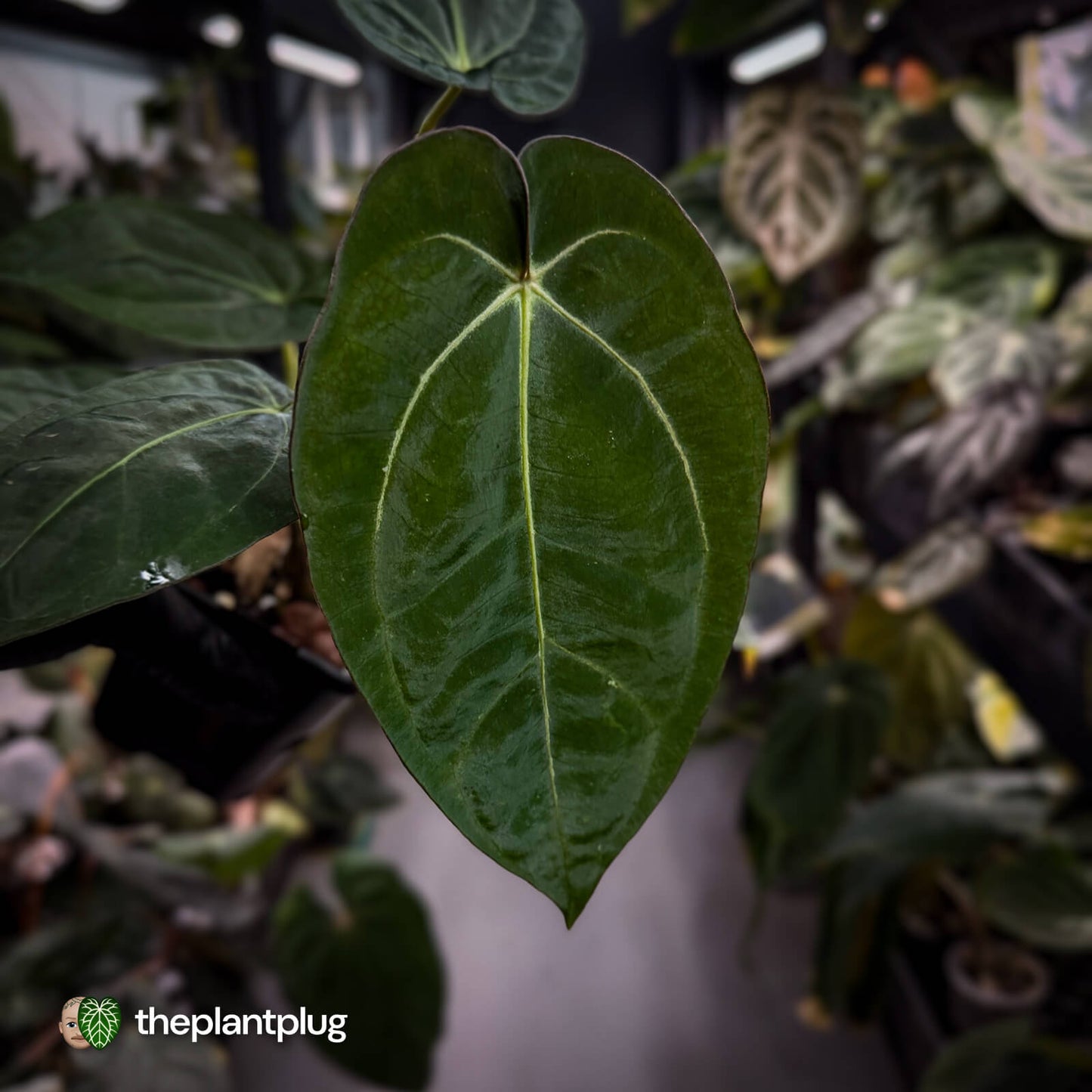 Anthurium (carlablackiae x dressleri) x carla • holdback