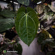 Anthurium (carlablackiae x dressleri) x carla • holdback