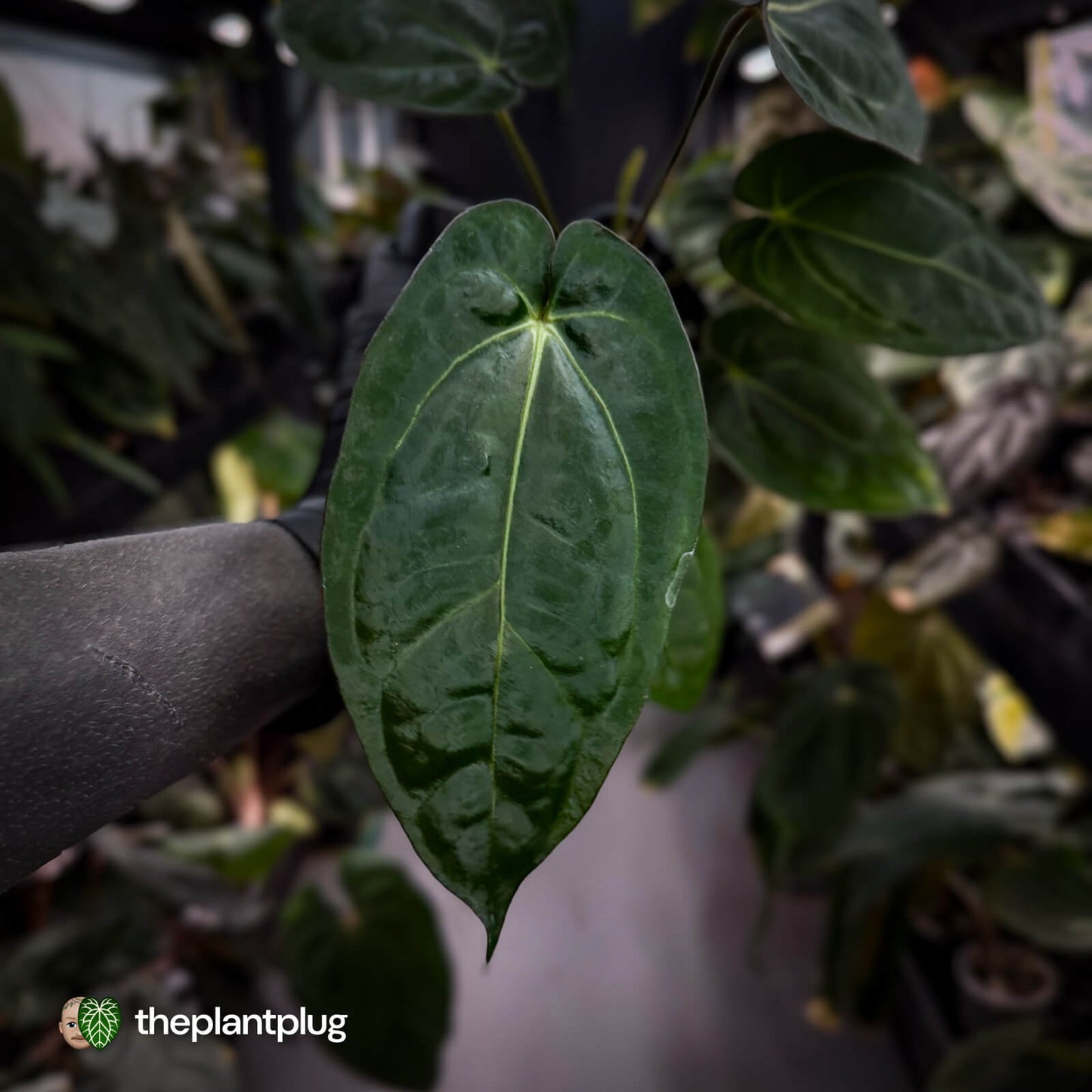 Anthurium (carlablackiae x dressleri) x carla • holdback