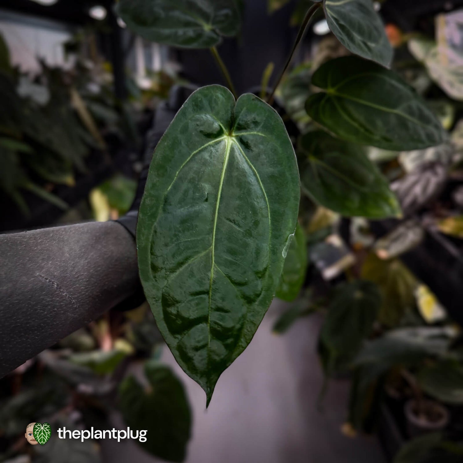 Anthurium (carlablackiae x dressleri) x carla • holdback