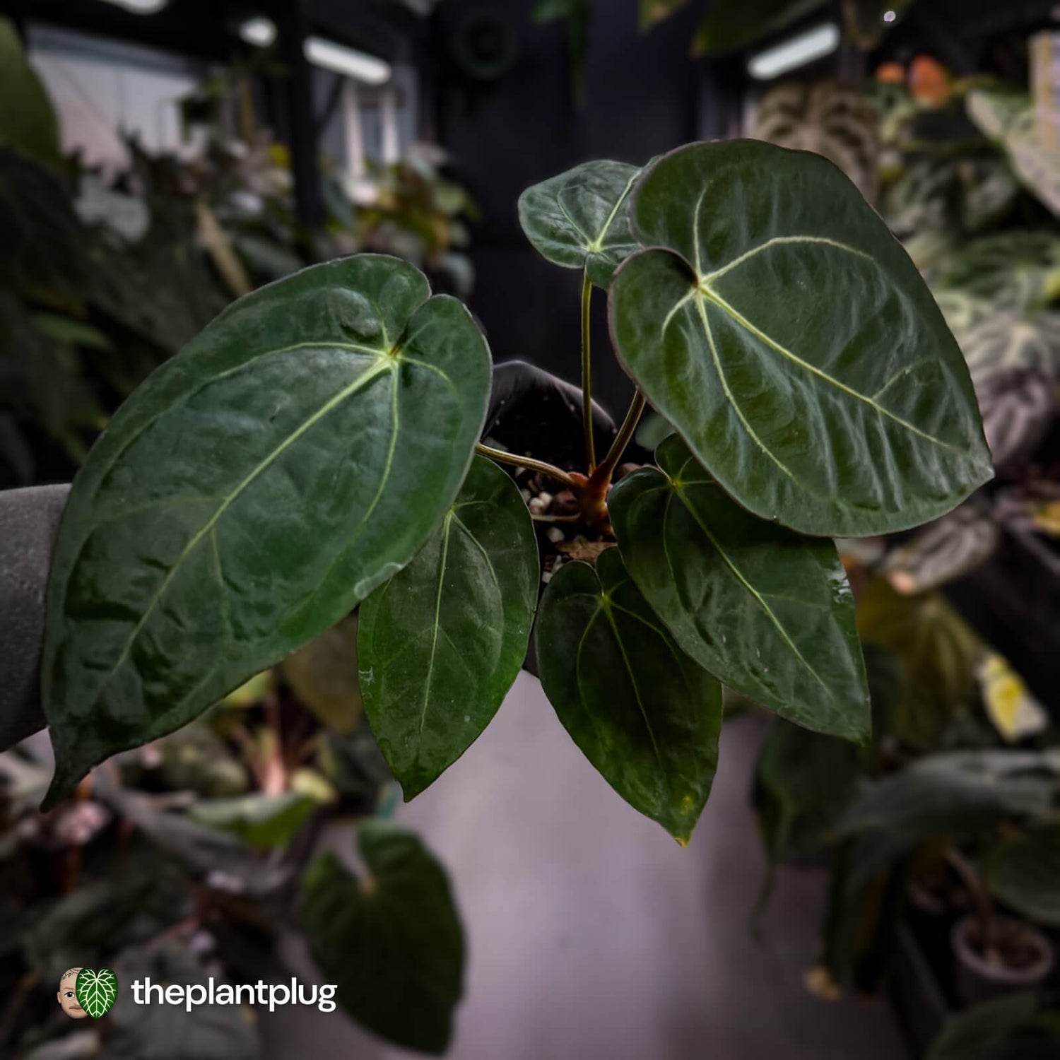 Anthurium (carlablackiae x dressleri) x carla • holdback