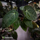 Anthurium (carlablackiae x dressleri) x carla • holdback