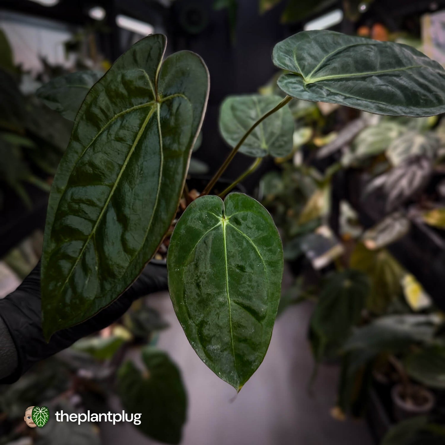 Anthurium (carlablackiae x dressleri) x carla • holdback