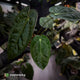 Anthurium (carlablackiae x dressleri) x carla • holdback