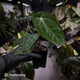 Anthurium (carlablackiae x dressleri) x carla • holdback