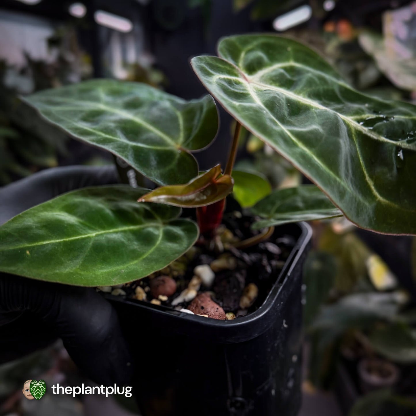 Anthurium 'Michelle' x (carlablackiae x antolakii) 🎇