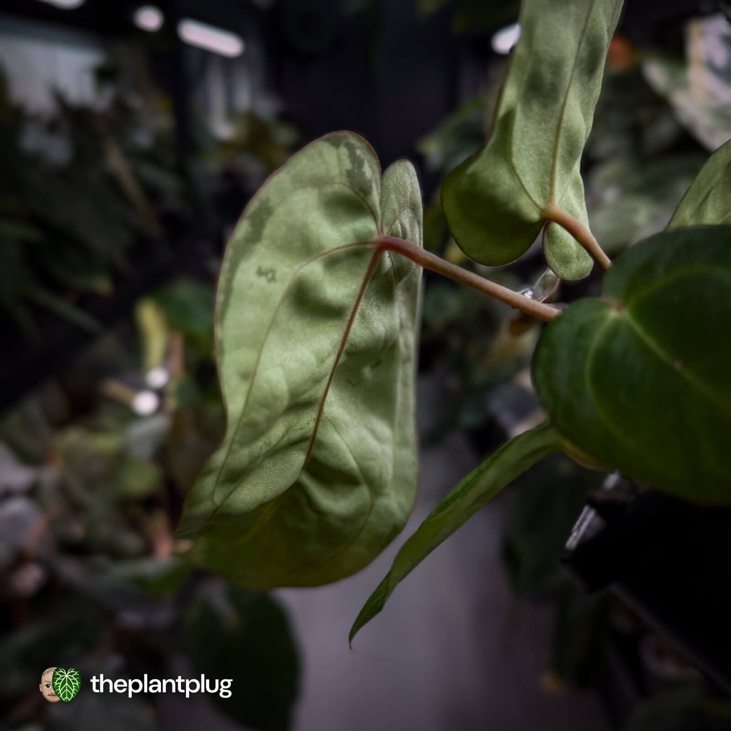 Anthurium 'Michelle' x (carlablackiae x antolakii) 🎇