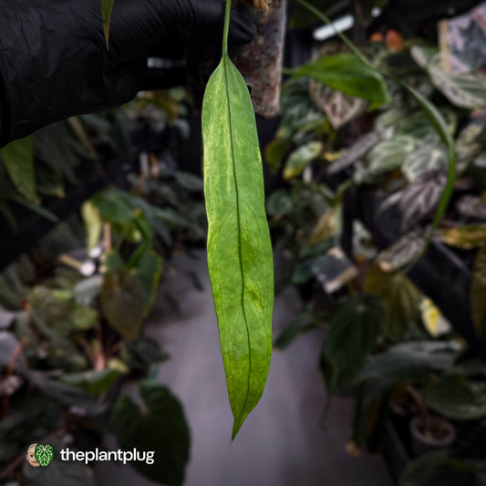 Anthurium vittarifolium variegated ✨