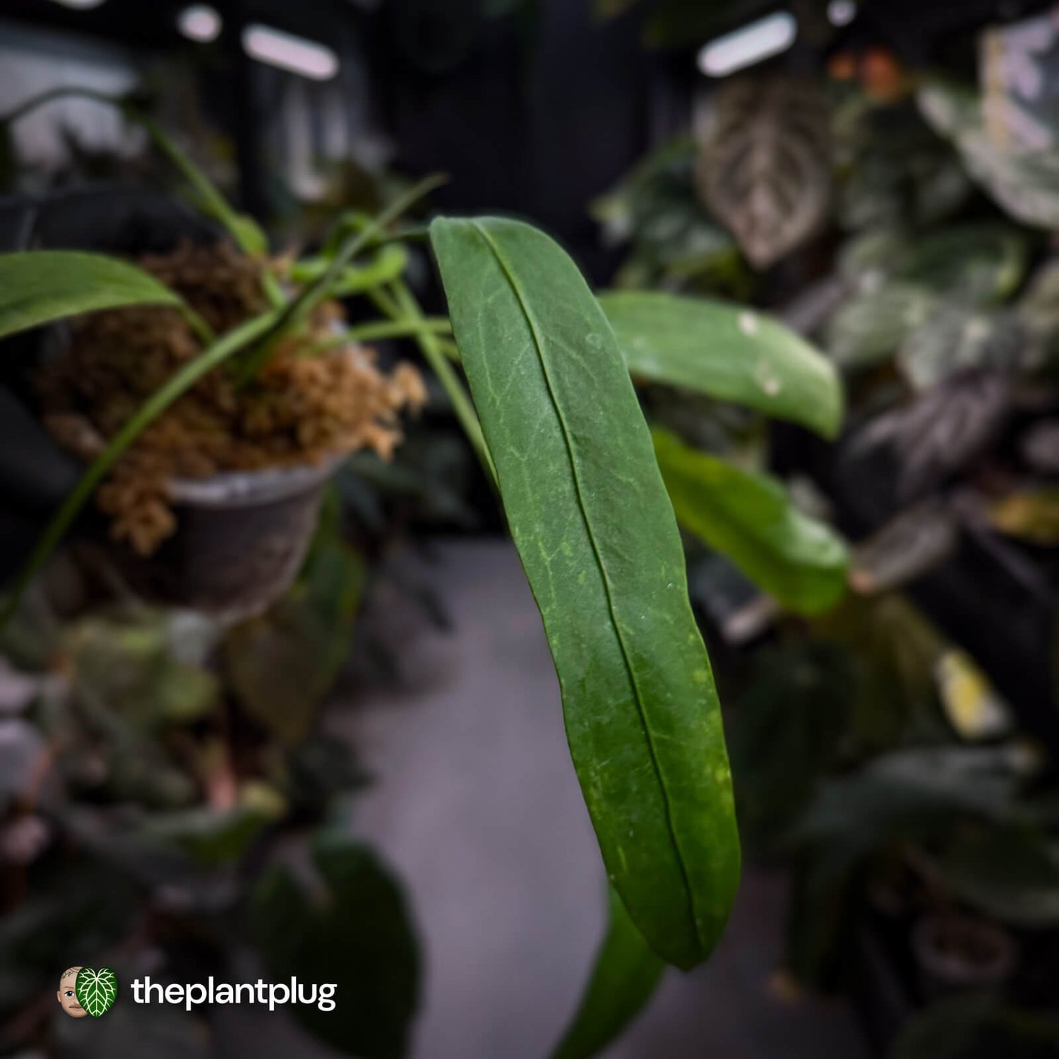 Anthurium vittarifolium variegated ✨