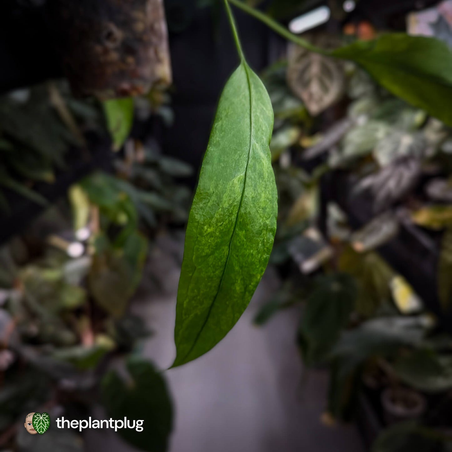 Anthurium vittarifolium variegated ✨