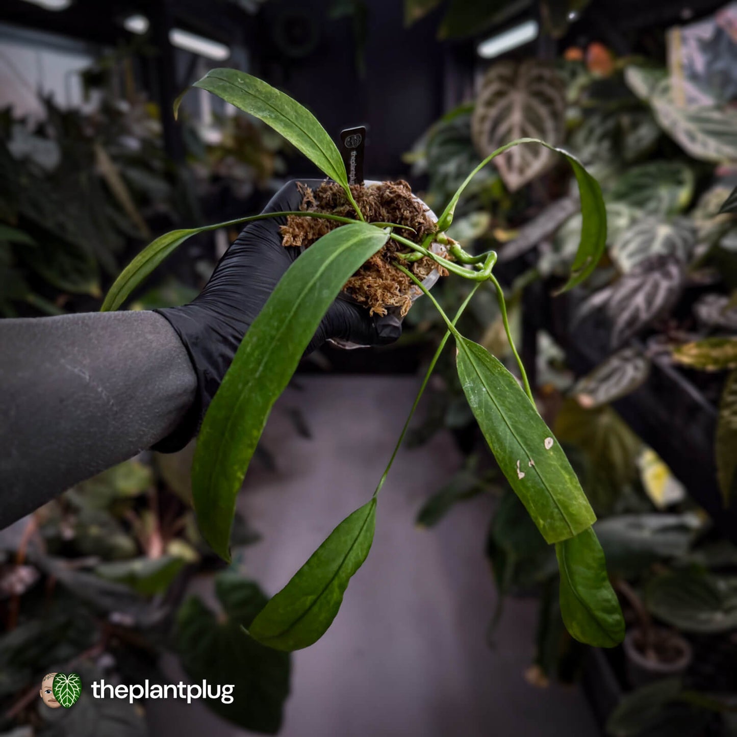 Anthurium vittarifolium variegated ✨