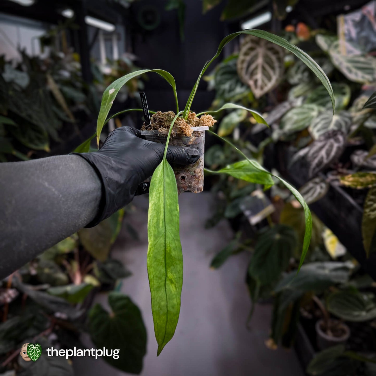 Anthurium vittarifolium variegated ✨
