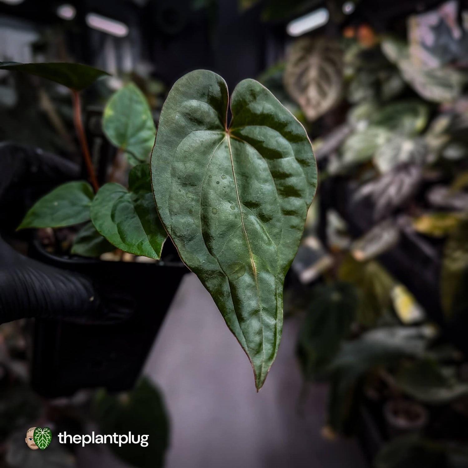 Anthurium #Magma x (papillilaminum x dressleri)