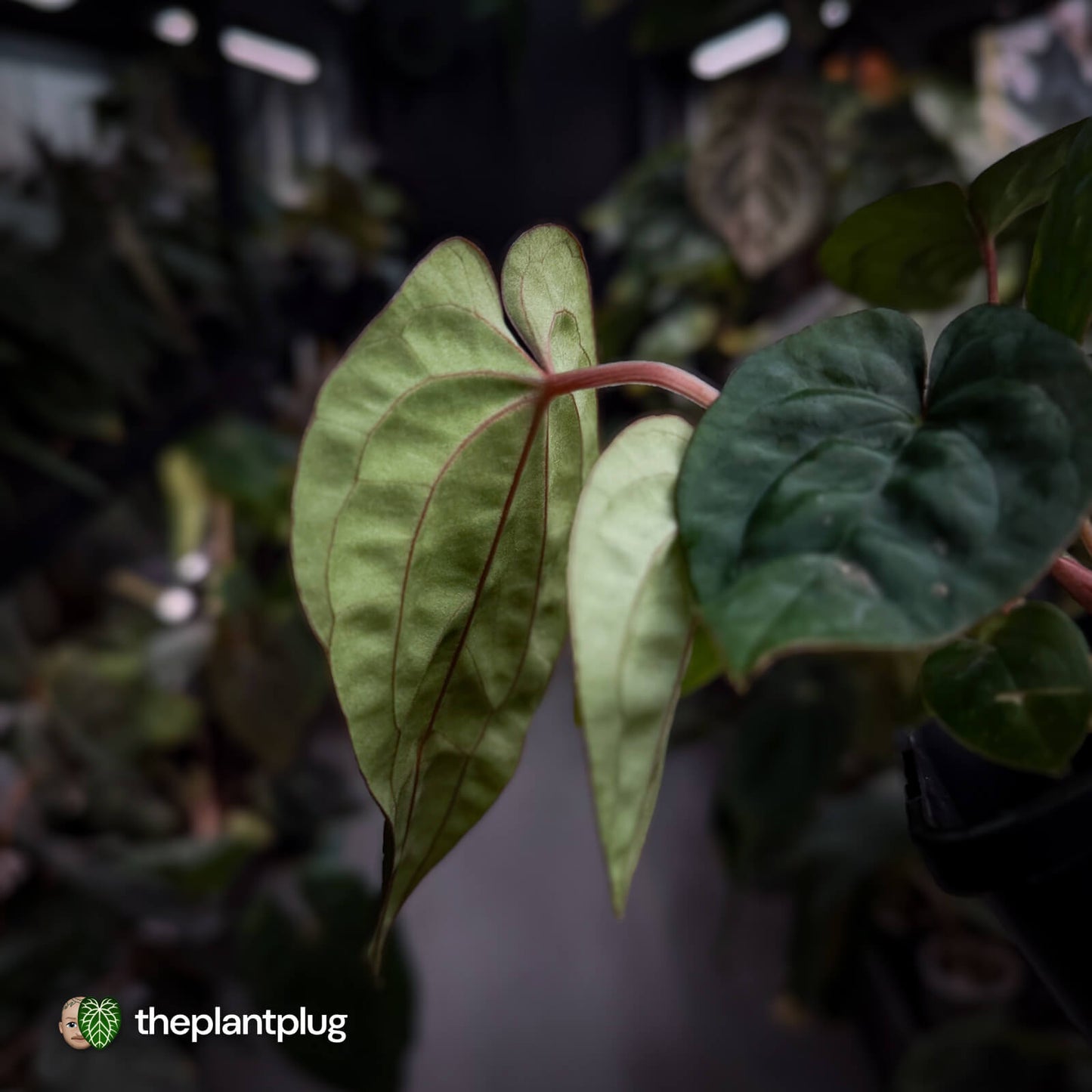Anthurium #Magma x (papillilaminum x dressleri)