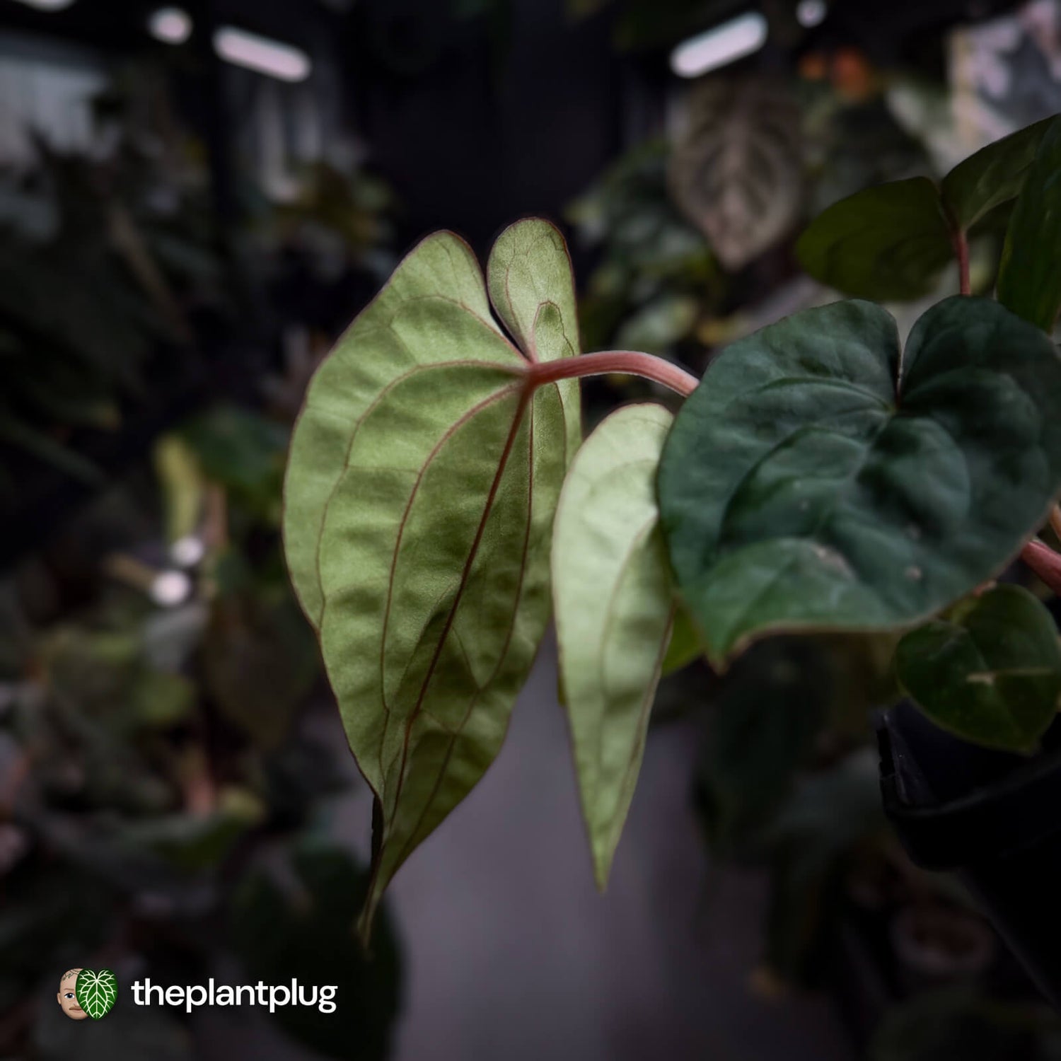 Anthurium #Magma x (papillilaminum x dressleri)