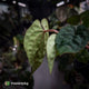 Anthurium #Magma x (papillilaminum x dressleri)