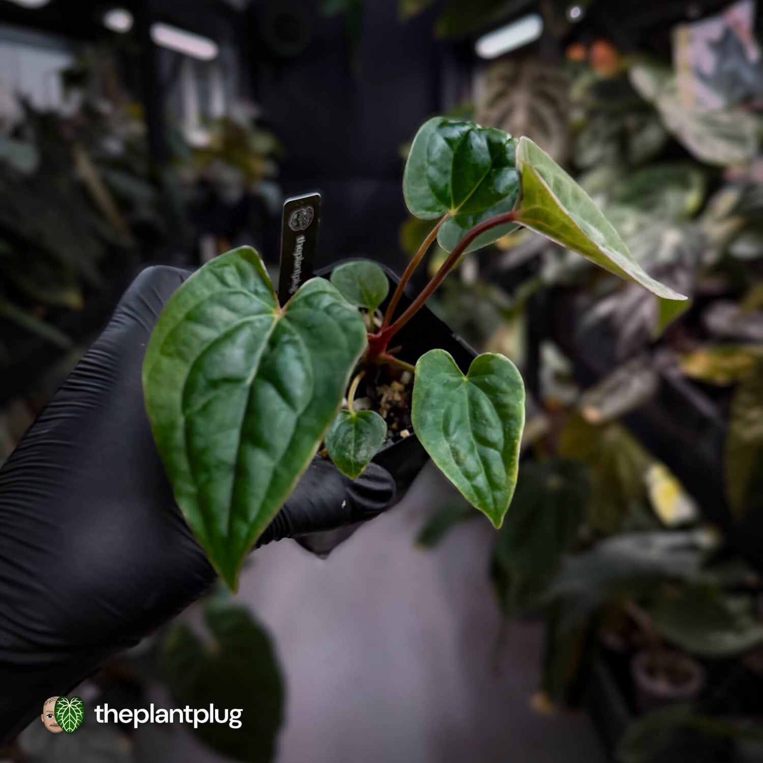 Anthurium #Magma x (papillilaminum x dressleri)