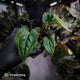 Anthurium #Magma x (papillilaminum x dressleri)