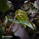 Anthurium #Magma x (papillilaminum x dressleri)