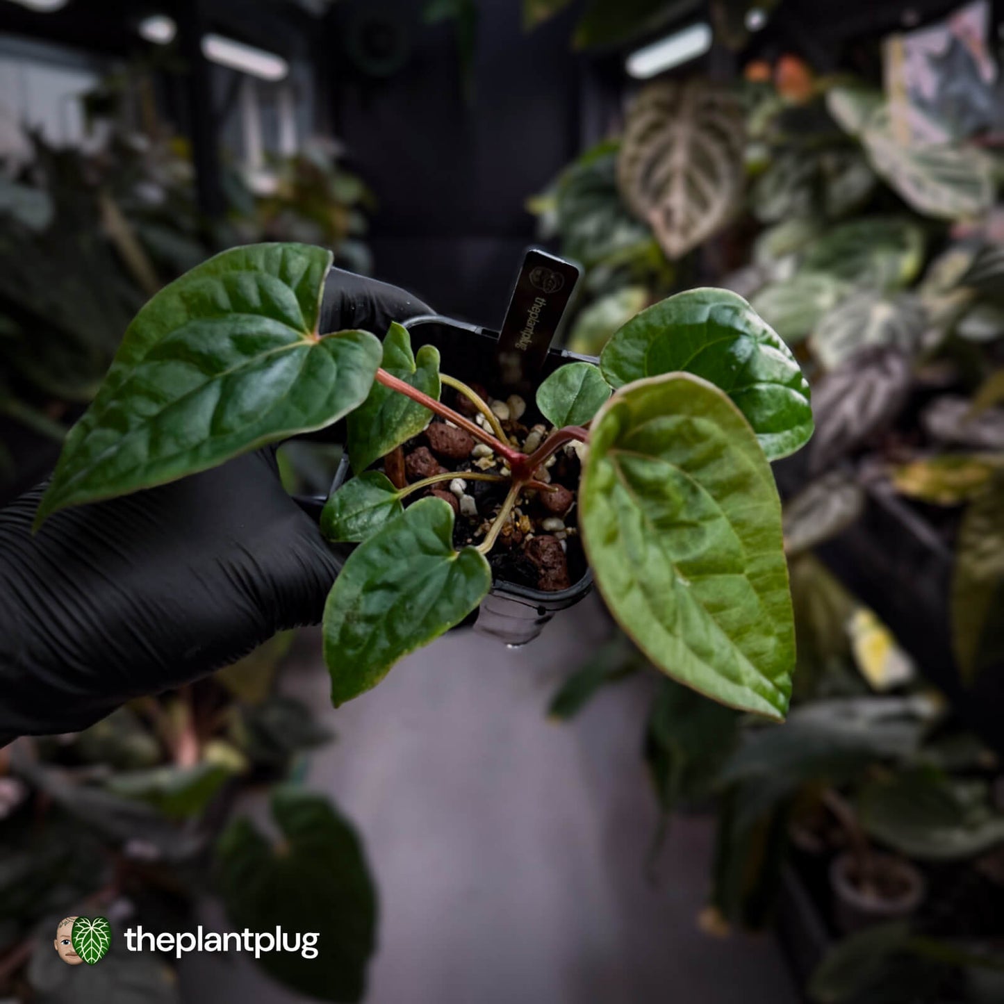 Anthurium #Magma x (papillilaminum x dressleri)
