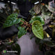 Anthurium #Magma x (papillilaminum x dressleri)