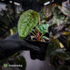 Anthurium #Magma x (papillilaminum x dressleri)