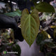 Anthurium papillilaminum 'RL s1' x 'Black Widow'