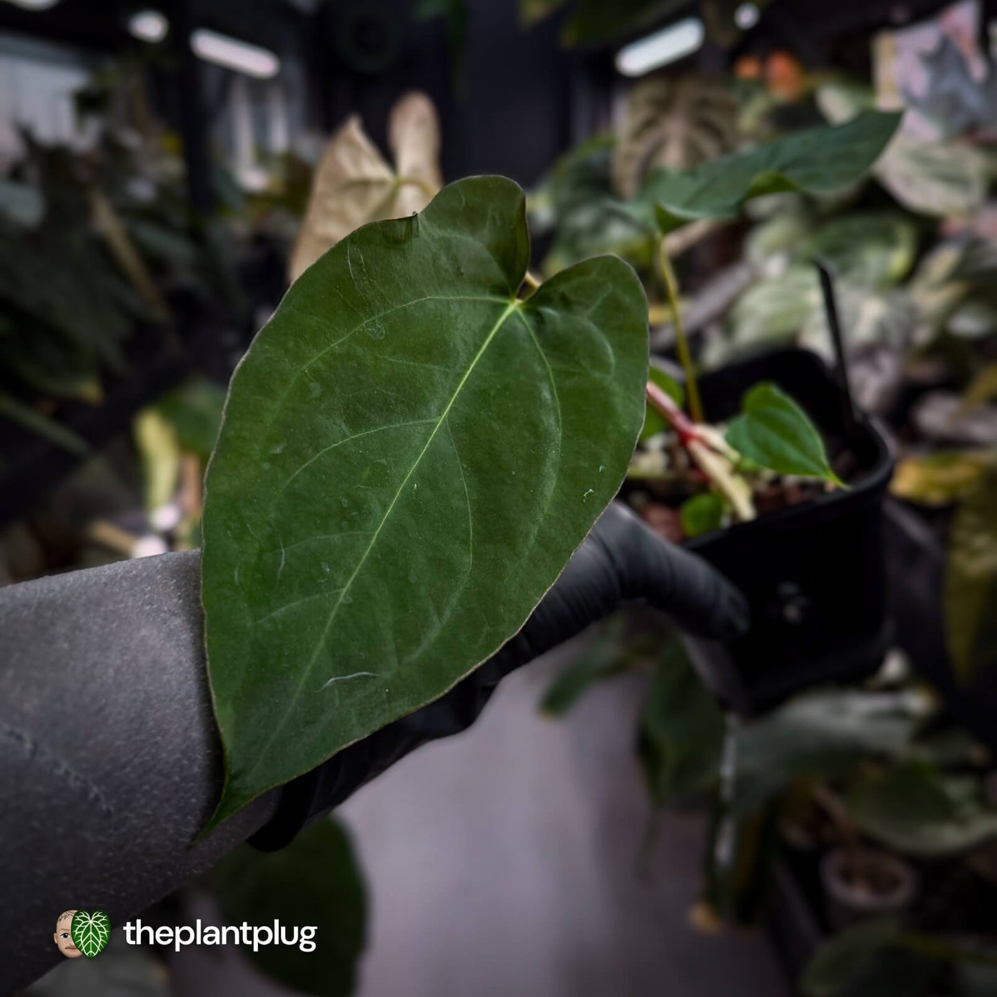 Anthurium papillilaminum 'RL s1' x 'Black Widow'