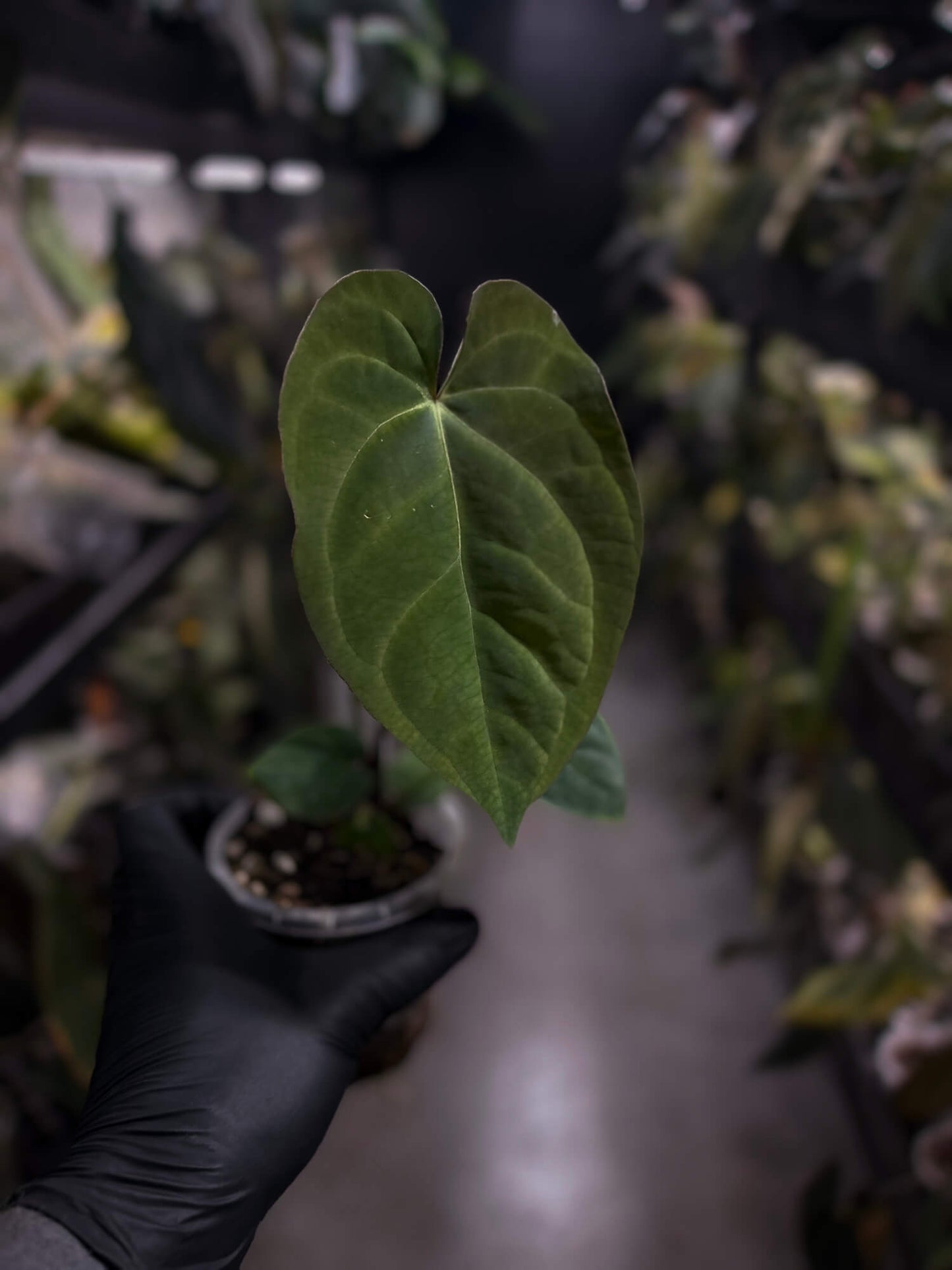 Anthurium 'Waddle Noid' x 'BVEP'