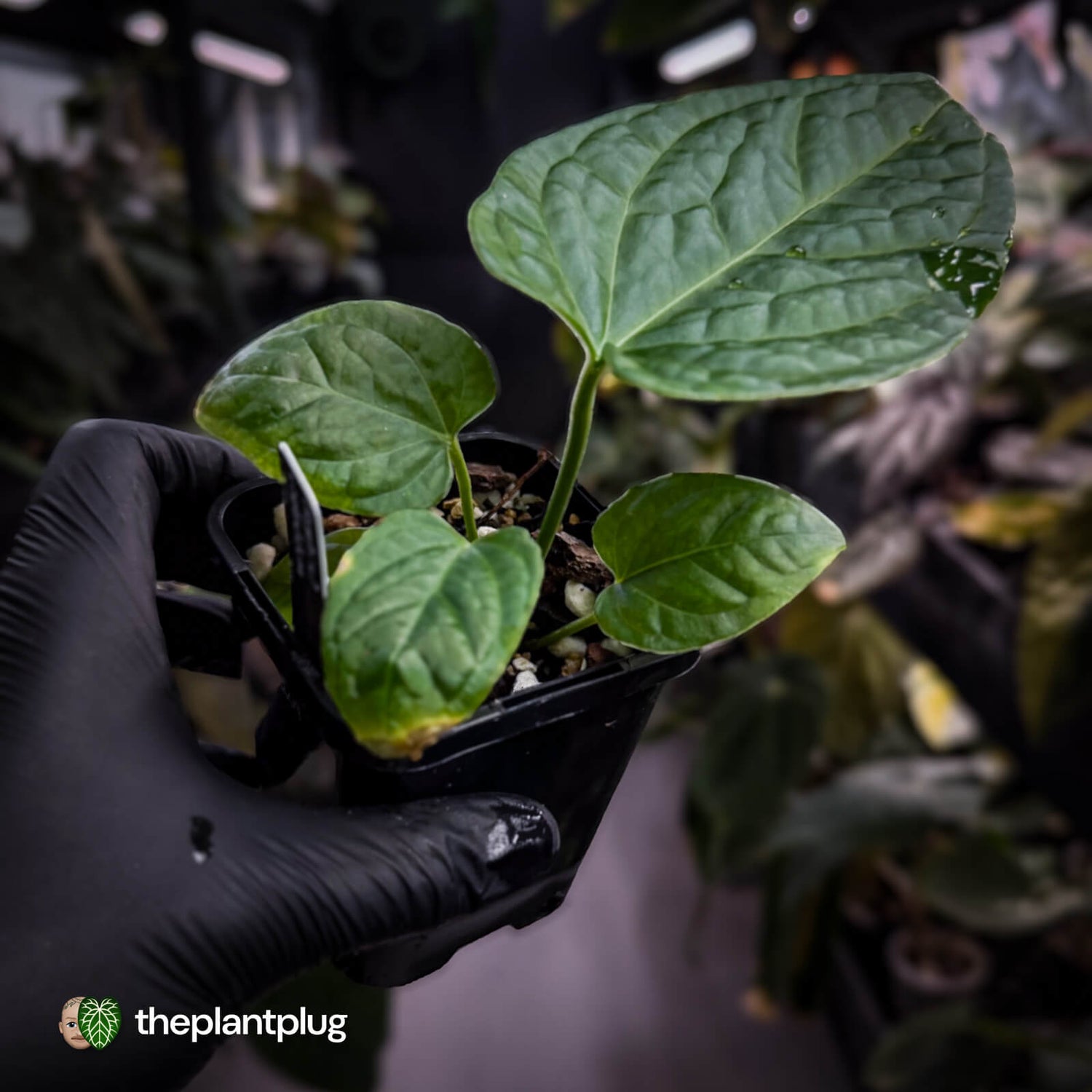 Anthurium (forgetii x) x splendidum