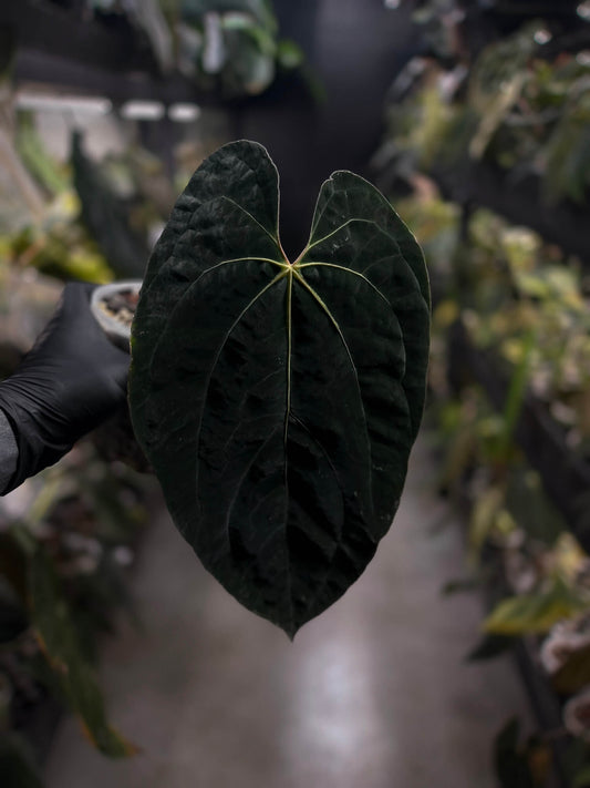 Anthurium #AndrasDagger • papillilaminum x besseae aff