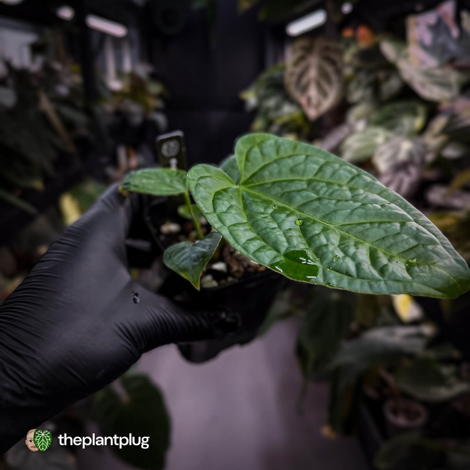 Anthurium (forgetii x) x splendidum