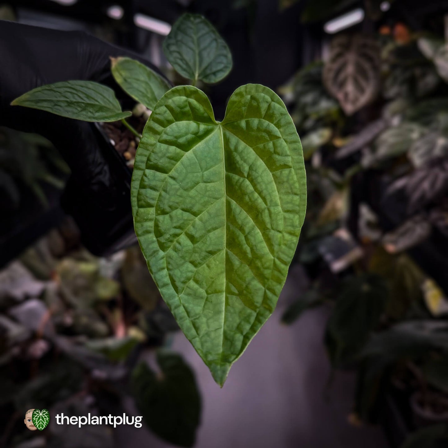 Anthurium (forgetii x) x splendidum