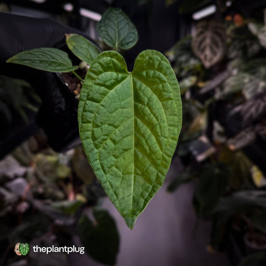 Anthurium (forgetii x) x splendidum