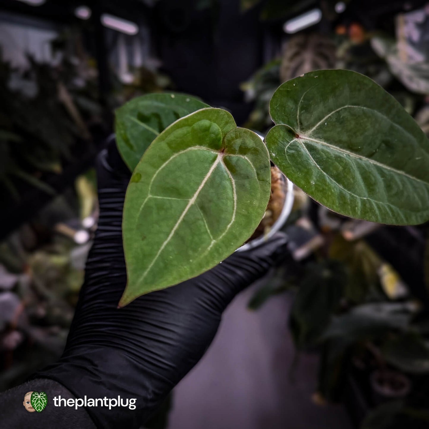 Anthurium 'Red Crystal' x 'Bloodmoon' 🩸