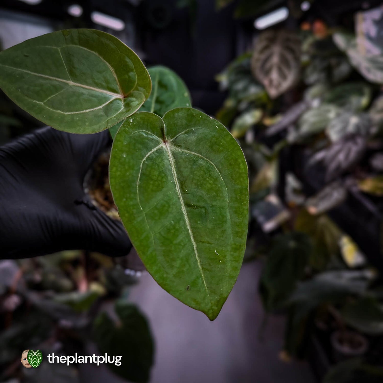 Anthurium 'Red Crystal' x 'Bloodmoon' 🩸