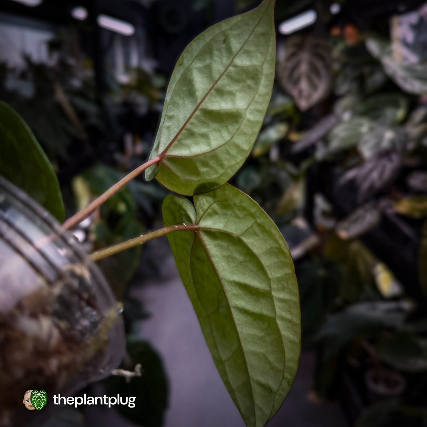 Anthurium 'Red Crystal' x 'Bloodmoon' 🩸