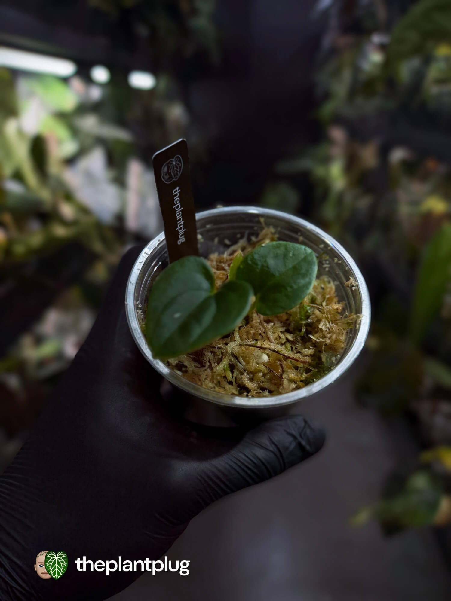 Anthurium dressleri 'RG'