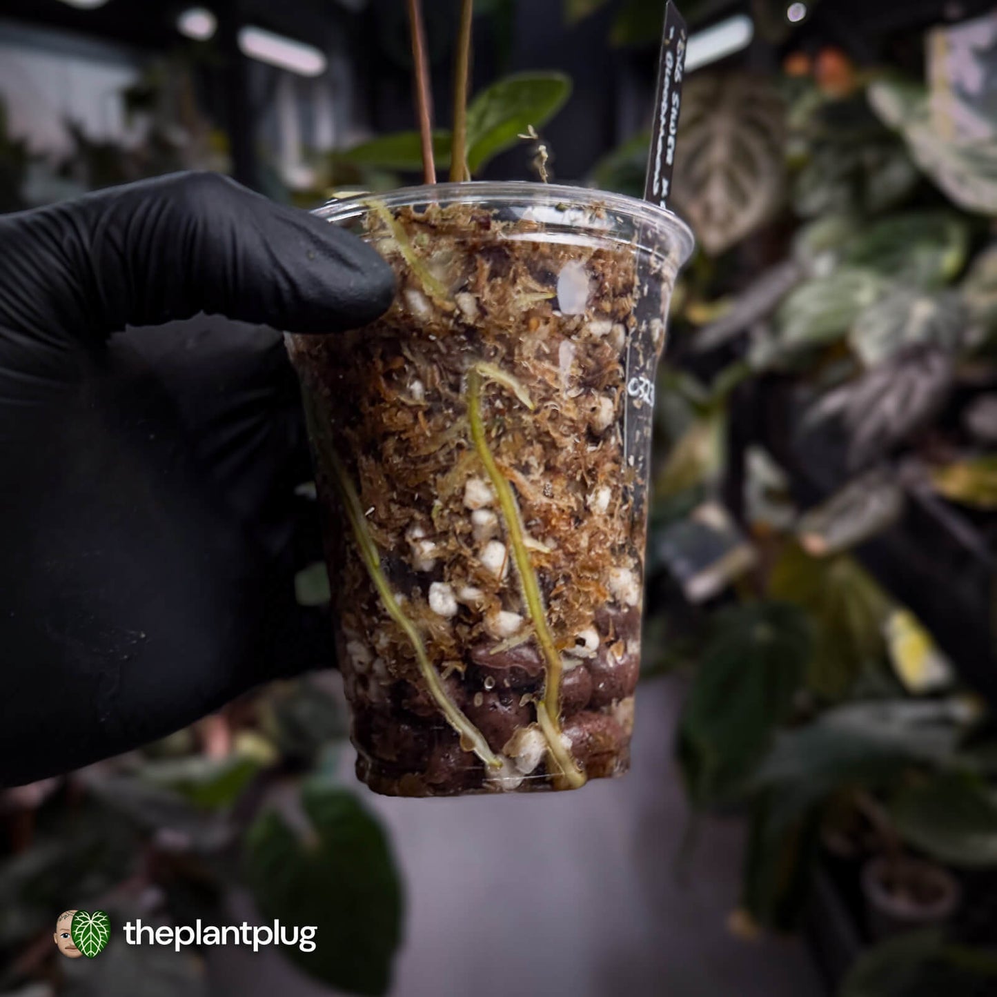 Anthurium 'Red Crystal' x 'Bloodmoon' 🩸