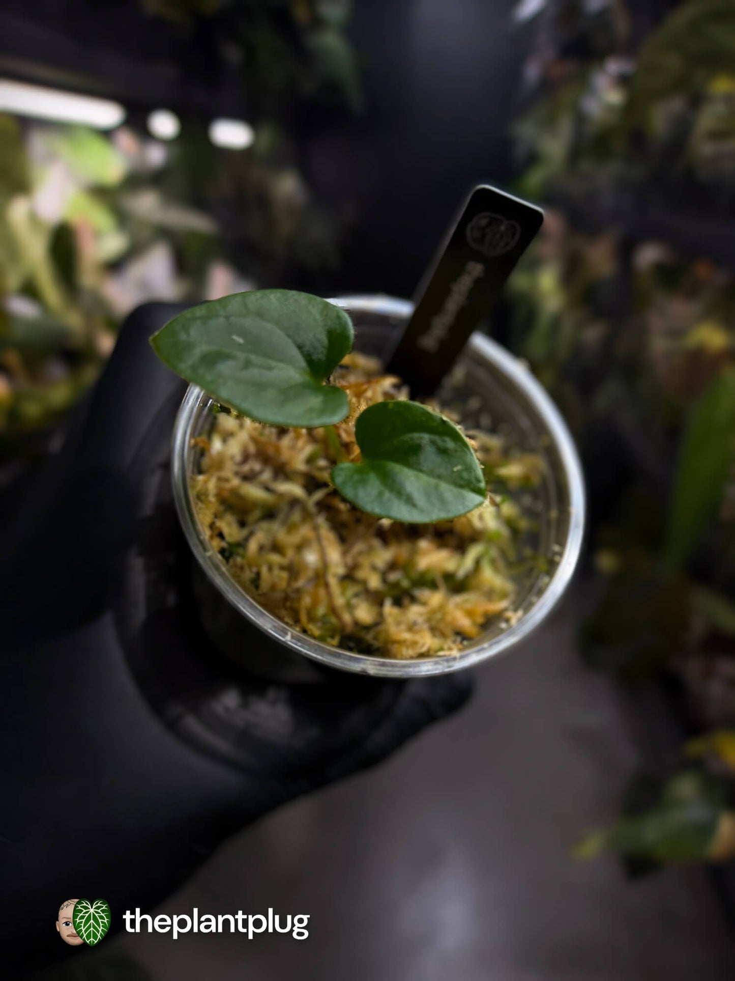 Anthurium dressleri 'RG'