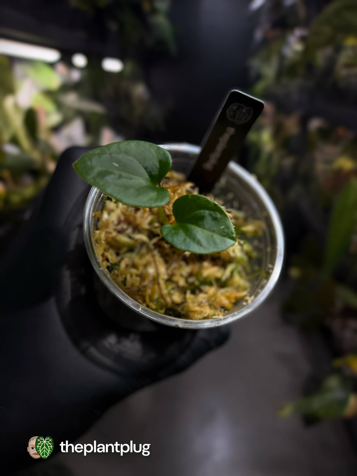 Anthurium dressleri 'RG'