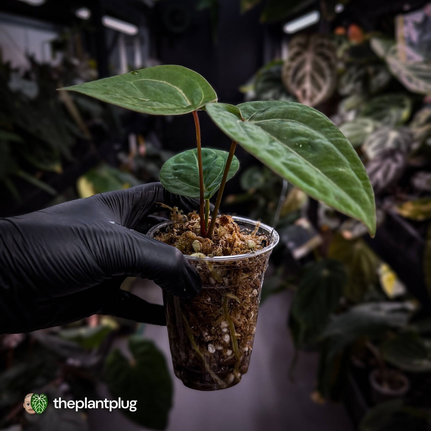 Anthurium 'Red Crystal' x 'Bloodmoon' 🩸
