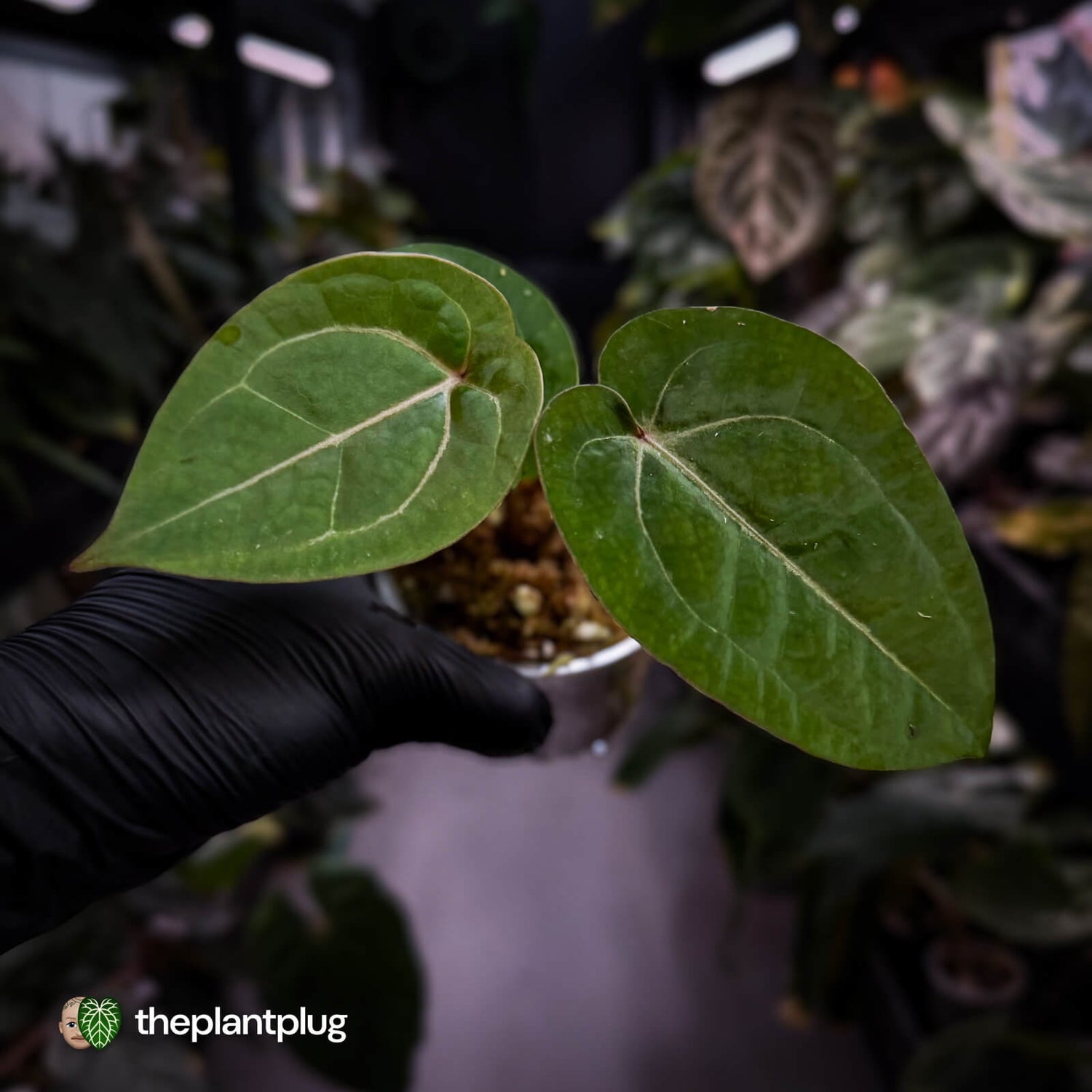 Anthurium 'Red Crystal' x 'Bloodmoon' 🩸