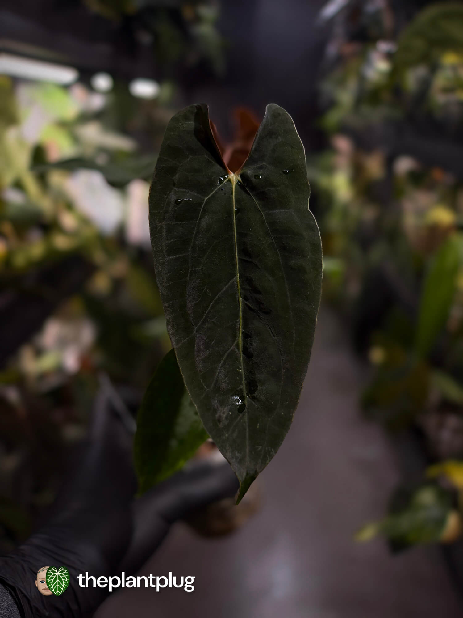 Anthurium papillilaminum 'RLFS' x pap 'RL' s1