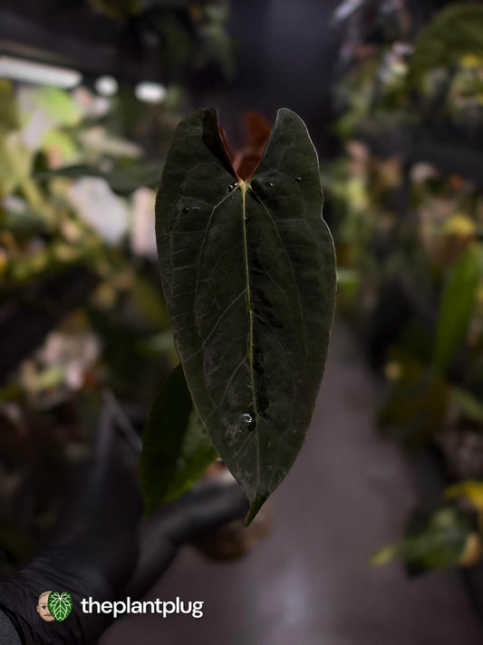 Anthurium papillilaminum 'RLFS' x pap 'RL' s1