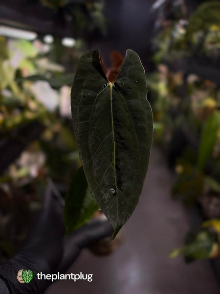 Anthurium papillilaminum 'RLFS' x pap 'RL' s1 – The Plant Plug