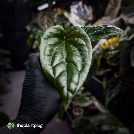 Anthurium Deadpool x luxurians • first release 🤩