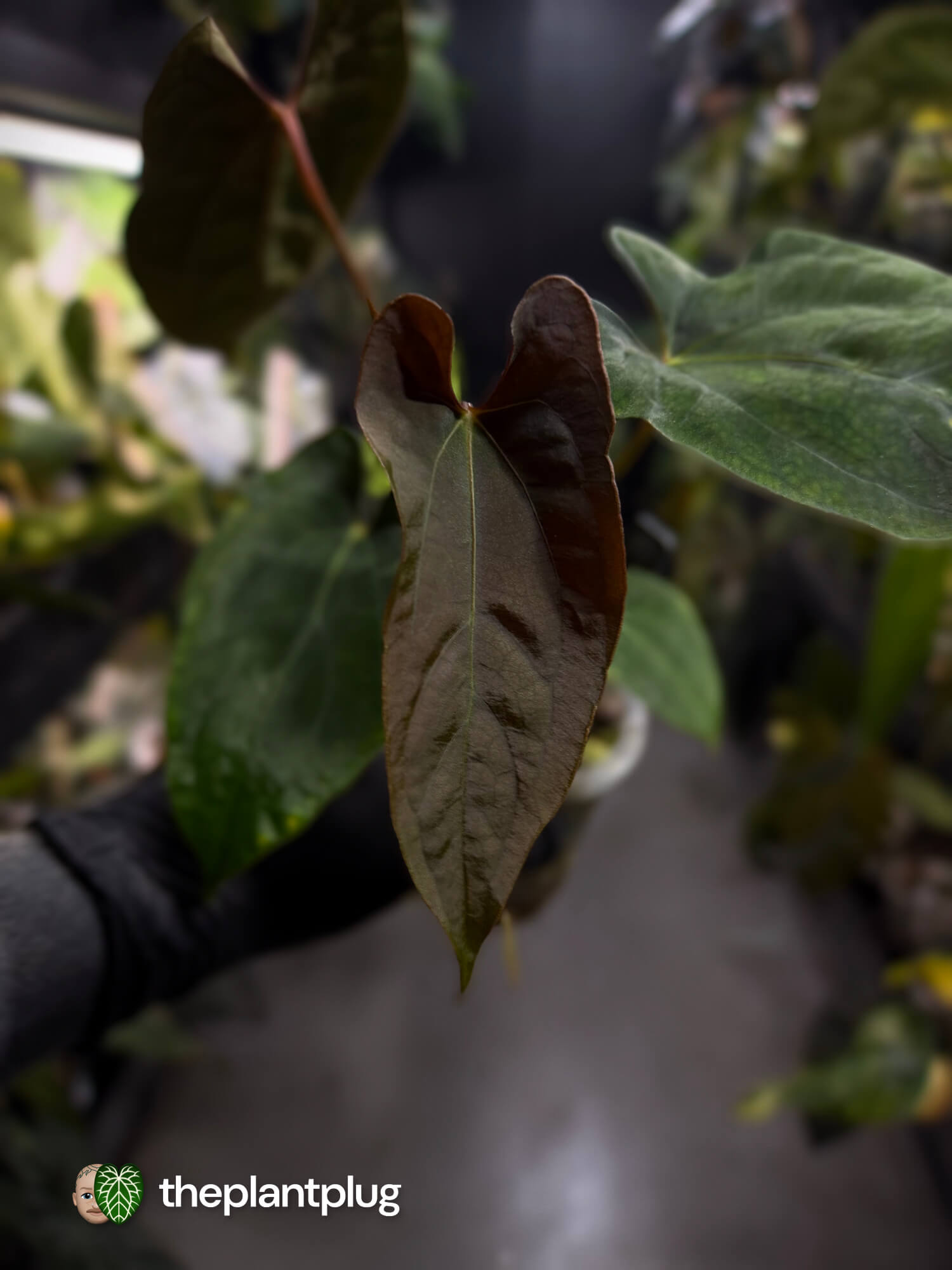 Anthurium papillilaminum 'RLFS' x pap 'RL' s1