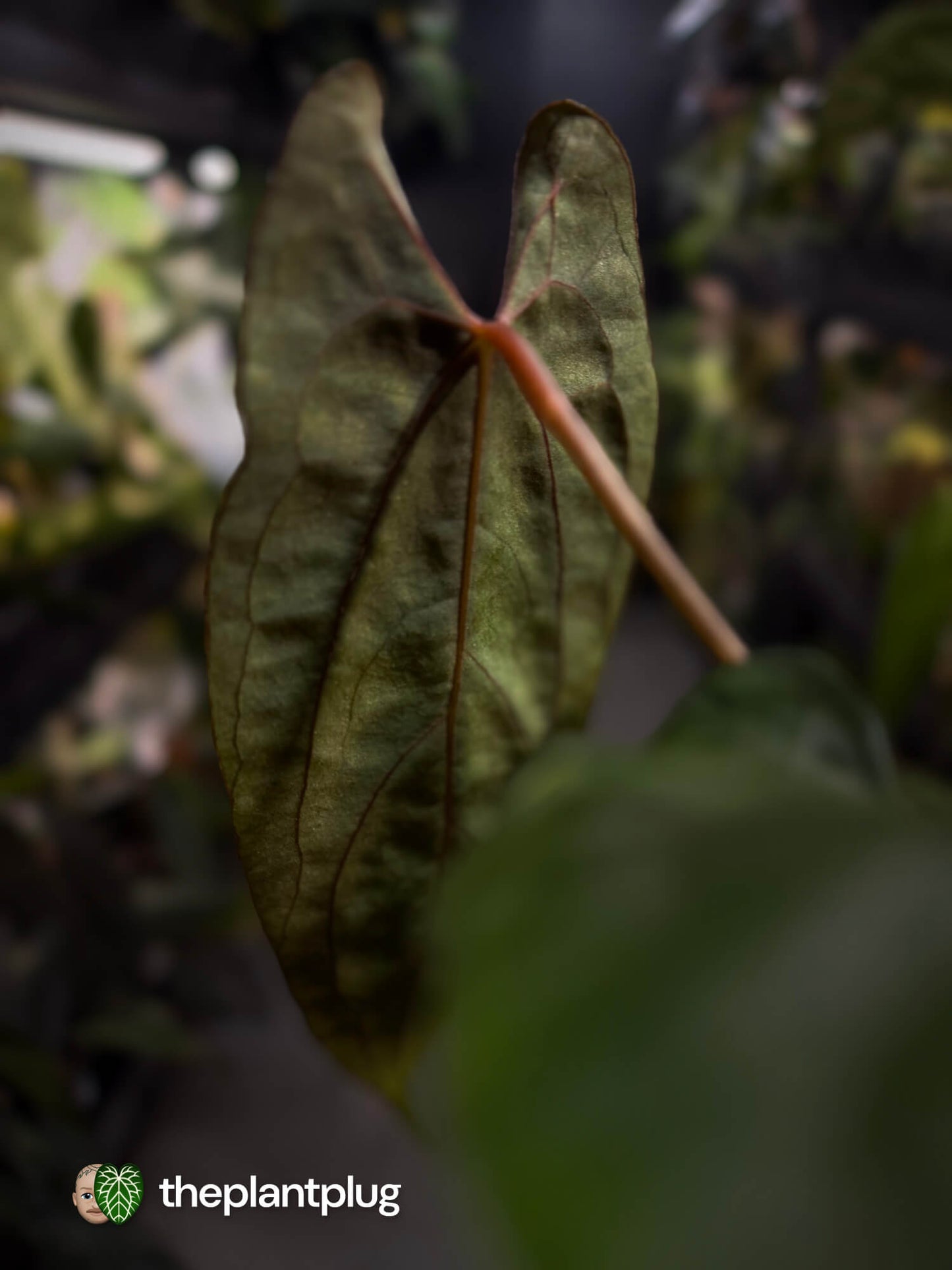 Anthurium papillilaminum 'RLFS' x pap 'RL' s1